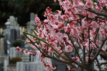 Bunga plum pink dengan pekuburan di latar belakang