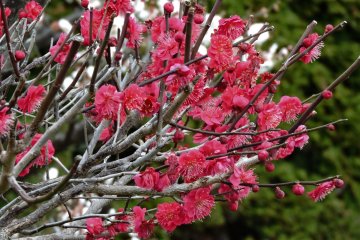 Bunga plum merah