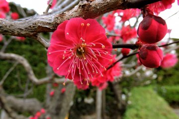 Benang sari panjang di pusat bunga plum merah