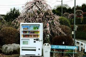 Pohon plum berbentuk indah di belakang mesin penjual minuman otomatis