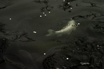 Seekor koi putih berenang di bawah kelopak-kelopak bunga yang mengambang