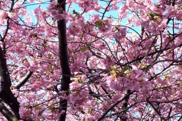 Kawazu-Zakura dari dekat