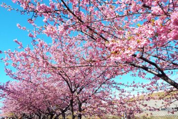 Pepohonan Kawazu-Zakura 