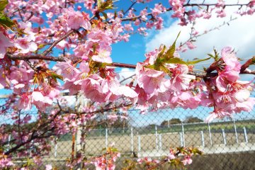 Kawazu-Zakura sepanjang pagar