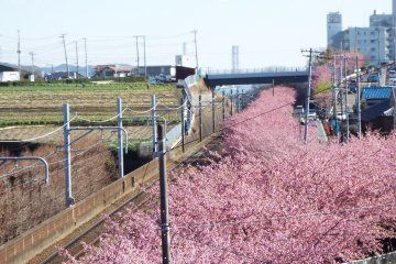 Kawazu-Zakura sepanjang jalan hingga kejauhan