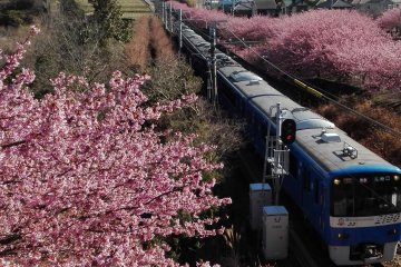 Kawazu-Zakura dan kereta