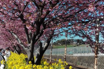 Terowongan Kawazu-Zakura 