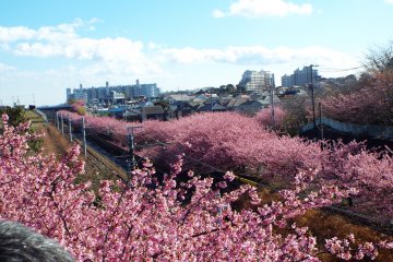 Kawazu-Zakura berlimpah