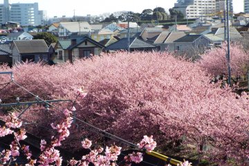 Kawazu-Zakura dan kota di belakangnya