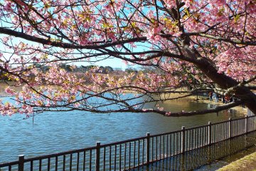 Kawazu-Zakura dan kolam