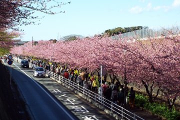 Kawazu-Zakura sepanjang jalan dari stasiun