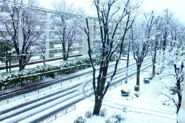 First snowfall in 2016 along Fujimidaira Road going to Hamura Zoo