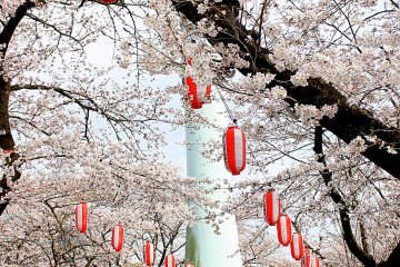 Hanami di tepi sungai Tama