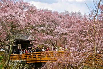 The Ou-Un-Kyo (Blossom Cloud Bridge), the centerpiece of Takato Castle Ruins Park
