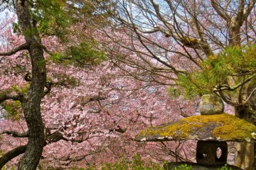 Sakura provides a back drop for this stone lantern