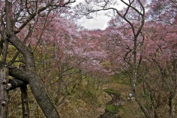 Sakura and the moat from the Ou-Un-Kyo