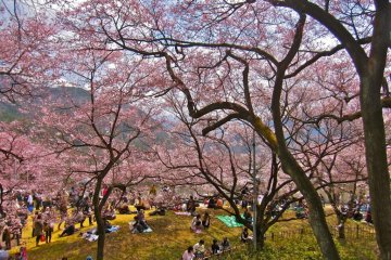 The hanami/picnic area