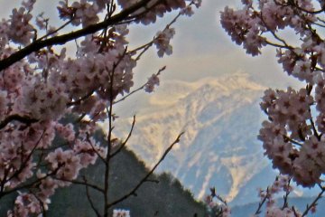 The northern most peak in the Southern Japanese Alps framed by sakura