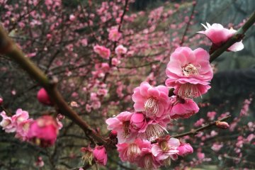 Les pruniers en fleurs sont à leur apogée fin février