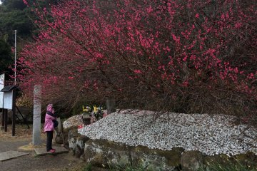 Le Bouddha se trouve au coeur du temple Nihon-ji