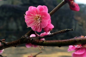 Une scène paisible à Nokogiriyama, ou "la montagne en dents de scie"
