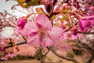 These colorful flowers were a pleasant surprise on an overcast day
