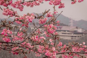 The deep rich pink colors contrasted well with the desaturated background
