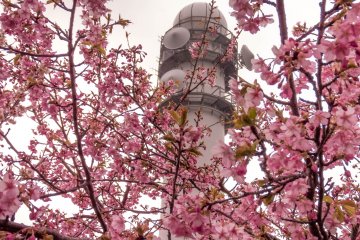 A communications tower in the background, located several meters away from the flower garden