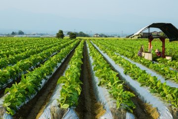 Tabacco Farming