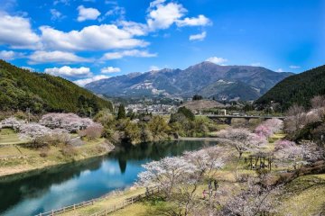Cherry blossoms in Mizukami