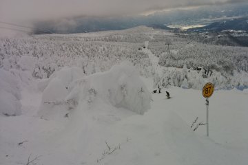 Snow-covered trees all around