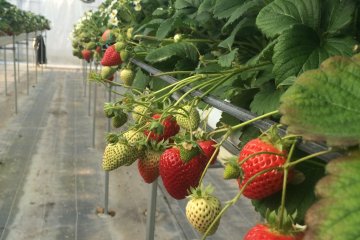 All-You-Can-Eat Strawberry Picking