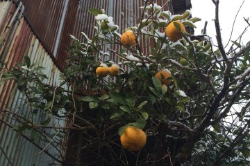 A strange sight -- oranges with snow on them.