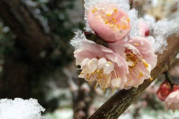 Plum blossoms dusted with snow.