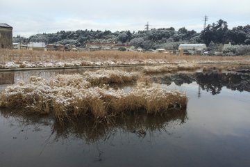 Even the rice fields got some snow.