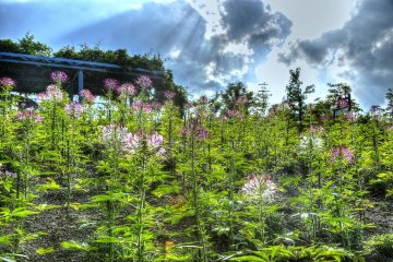 Heavenly light bathing the floral forests