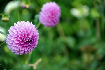 Mt Hiei Flowers