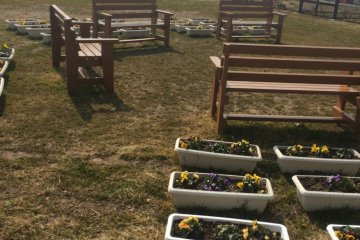 Rows of planters and chairs in memory of those who lost their lives in the tsunami in 2011.