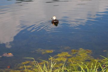 Miyagase Duck