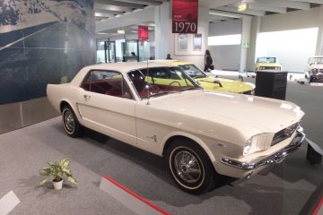 Beautiful Mustang