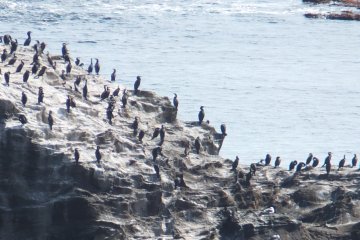 Kormoran di Pulau Jogashima