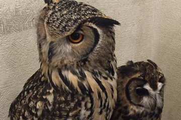The cafe is home to several species of owl