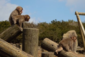 Un grupo de monos moviéndose