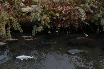 Et en se promenant le long des petits cours d'eau on comprend pourquoi