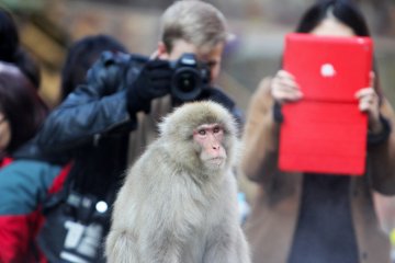 Harap perhatikan sekitar jika Anda memilih untuk menggunakan iPad untuk memotret.