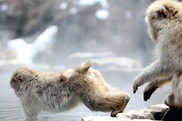 Monyet berinteraksi satu sama lain dalam berbagai cara termasuk perawatan, memeluk, berkelahi atau mendorong satu sama lain di kolam onsen.