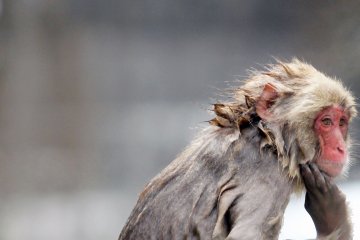 Beberapa monyet yang tidak malu seperti monyet lainnya dan akan nongkrong di batu-batu bahkan ketika sepenuhnya basah.