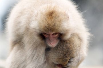 Monyet akan berjalan satu sama lain atau dalam hal ini menggendong satu sama lain sebagai hal yang kadang dilakukan manusia.