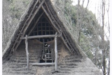 Tuft of grass growing from grass roof