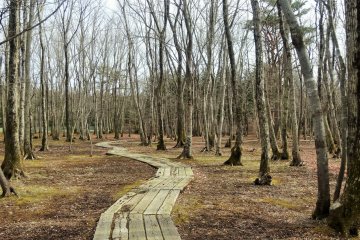 Wooded walking trails crisscross the property